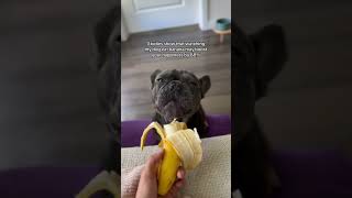 Did it work 🥹 dogshorts frenchbulldog dogsofyoutube asmr [upl. by Aicilef]