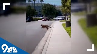 Mountain lion runs inside California business [upl. by Anippesuig]