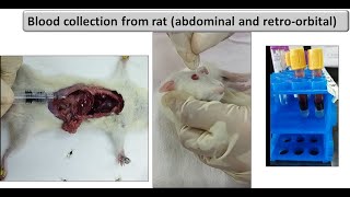 Blood collection from rats abdominal and retro orbital [upl. by Yerffoj]