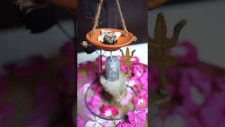 Waste Rangoli Flower Back Flow Dhoop 🌼🌸 shorts diy ytshorts craft homedecor CreativeShriya [upl. by Ojeibbob]