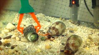 Conus textile hunting a turbo snail [upl. by Ydeh935]