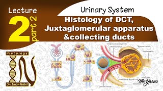 2cHistology of Distal convoluted tubulesUrinary system [upl. by Nodyarb704]