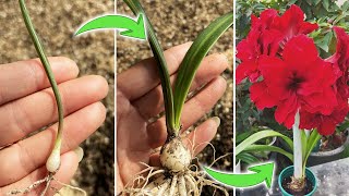 When and How to Transplant Amaryllis Seedlings  Hippeastrum Seedlings Care TipsTurn on CC [upl. by Amaerd473]