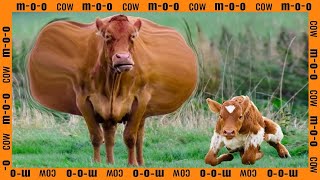 What secrets my farm life with cows hides the whole truth on video [upl. by Fabiolas]