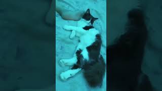 Kucing tidur nempel kaki orang [upl. by Shayn682]