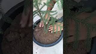 Gardening ways Transplanting Araucaria plant ☘️ plants [upl. by Elwee]