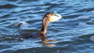 Cormorant Eats Huge Menhaden Fish [upl. by Derina944]