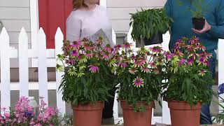 Cottage Farms 3Piece Green Twister Coneflowers on QVC [upl. by Carolynn]