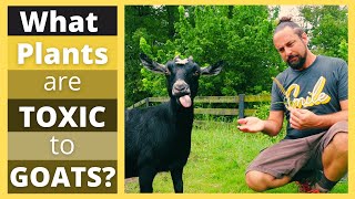 Goats Cant Eat These Tips To Identify Toxic Plants  HappyGoatAdventuresorg [upl. by Cyler]