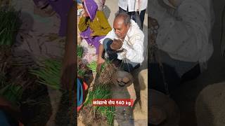 कांदे लावण्या पेक्षा कांद्याचे रोप फायद्याचे झालेagricultureonion 2024 [upl. by Isolt4]