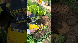 First time use EM Compost Bacteria for plant safety GrowingTips Compost CompostFermentation [upl. by Anilec]