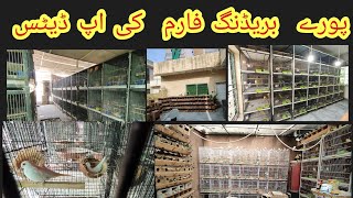 Breeding season ki Tyaarian Shuru Full Birds Farm updateexotic Breeding Farm [upl. by Ddal]