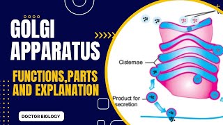 Golgi Apparatus or Golgi complex in urdu hindi and English Golgi vesicles [upl. by Anabahs]