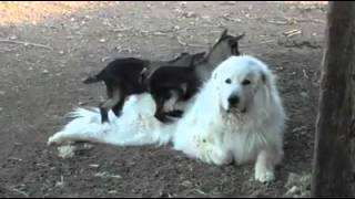 Baby goats play with big dog [upl. by Tippets]