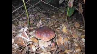 Come Cresce un Boletus Edulis il Timelapse Incredibile che mostra la crescita dei Porcini [upl. by Barbaraanne]