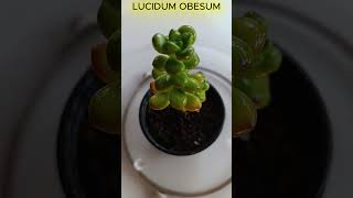 SEDUM LUCIDUM OBESUM Shorts 1721 plants succulents suculentas [upl. by Alyk]