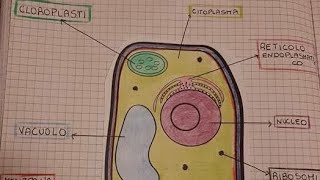 3سلسلة دنالعلميles organites de la cellule végétale et leurs fonctionslacellulevégétale [upl. by Neesay381]