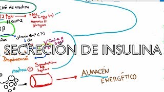 Metabolismo de carbohidratos Secreción de insulina 3 de 4 [upl. by Ynneb]