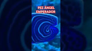 Pez Angel Emperador [upl. by Yborian]