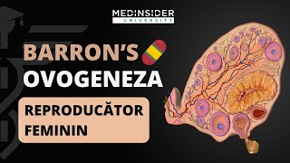 BARRONS  Ovogeneza │ ADMITERE MEDICINA [upl. by Enaoj]