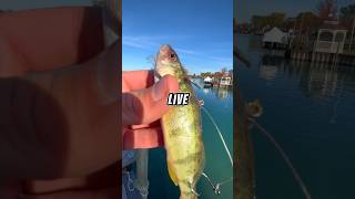 Fishing with LIVE BAIT on a TINY ROD 🐟🎣 fishing [upl. by Body971]