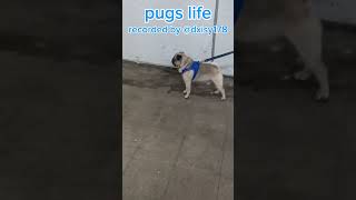 Pug screaming in subway 2 pugg funny pug doglover funny [upl. by Haberman]