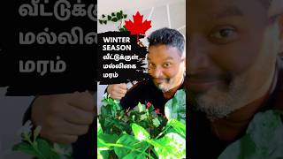 How to protect indoor plants from winter 🇨🇦 Canada Tamil Vlog [upl. by Leirbma531]