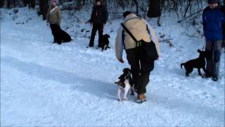 Bracco Italiano puppy 3 m old Crosby and Lída [upl. by Beuthel512]