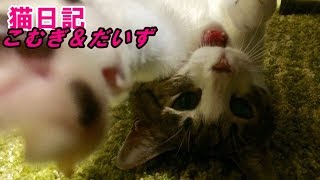 お母ちゃんと♂猫だいずが先に寝てしまい、仕方なくお父ちゃんに付き合う猫こむぎ【猫日記こむぎ＆だいず】2017 11 20 [upl. by Nimzzaj]