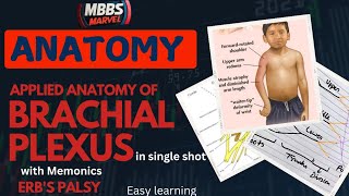 Brachial Plexus applied anatomy । Erbs palsy। MBBS Marvel [upl. by Diamante]