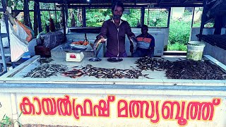 ജീവനുള്ള കായൽ മൽസ്യങ്ങൾ  Ayilakkad kayal fish market  Kayal fish  river fish  Puzhameen  fish [upl. by Adalia]