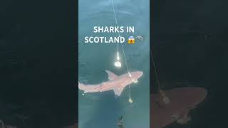 SHARK FISHING SCOTLAND fishing sharkfishing sharks spurdog shorts [upl. by Nitsa]