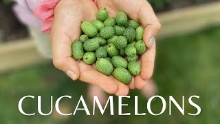 Growing CUCAMELONS from seed 🍈 Check out MY HARVEST Timelapse [upl. by Thunell]