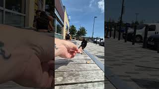 feeding birds by hand realy tame starlings [upl. by Panter944]