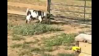 Fainting Goats  Electric Fence [upl. by Ver360]