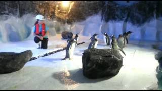 Day in the life of a penguin keeper at Sea life Centre [upl. by Niliram99]