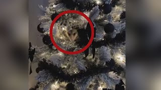 Woman finds opossum hiding in her Christmas tree Here’s what happened next [upl. by Pradeep]