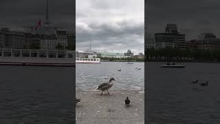 Hamburg Alster hamburg alster germany duck pigeon party citybirds [upl. by Razal]