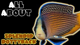 All About The Splendid Dottyback or Splendid Pseudochromis [upl. by Uba]