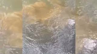 Cuero Vivo Real Del Agua Grabado En Video [upl. by Onin56]