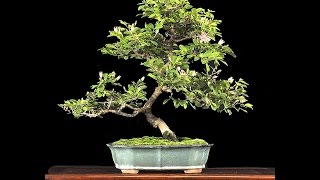 Lavender Star Flower Bonsai Grewia Occidentalis [upl. by Isaacs38]