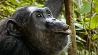 Animal Mating Rituals of Chimpanzees  BBC Studios [upl. by Corbett]