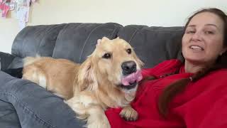 Needy Golden Retriever Learns To Hug He Wont Leave Me Alone Cutest Ever [upl. by Netsew37]