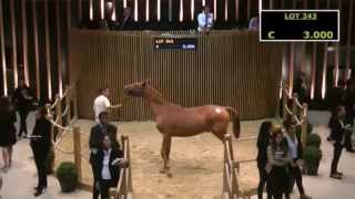 Vente Trotteur Arqana [upl. by Isahella]