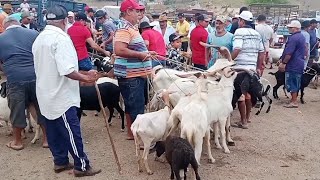 feira de caprinos e ovinos de João Alfredo Pernambuco 28102024 FeiraBode [upl. by Dallis]