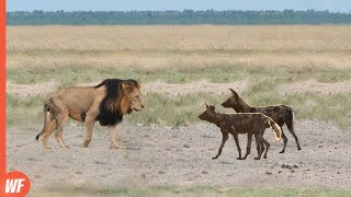 Look How This Lion Ended These Dogs [upl. by Retloc]