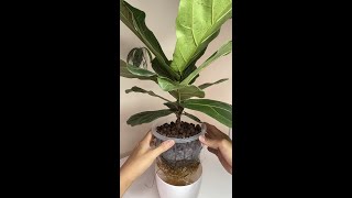 Fiddle Leaf Fig  Ficus Lyrata Indoor Plants Houseplants 7 Months Growth in LECA [upl. by Barabas]