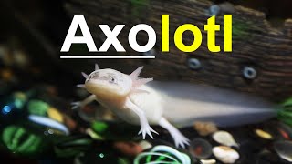 Axolotl  Ambystoma mexicanum  Care Food Lifespan amp More [upl. by Nobie925]