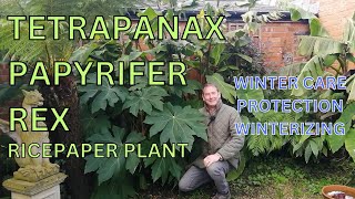 Tetrapanax Papyrifer Rex Winter Care  Winterizing Chinese Rice Paper Plant  UK Tropical Garden [upl. by Sirapal]