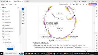 Trypanosoma and life cyclekingdom protista [upl. by Rusert]